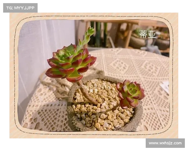 蒂亚之缘：攻略指南与图文秘籍